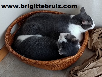 cats in a basket