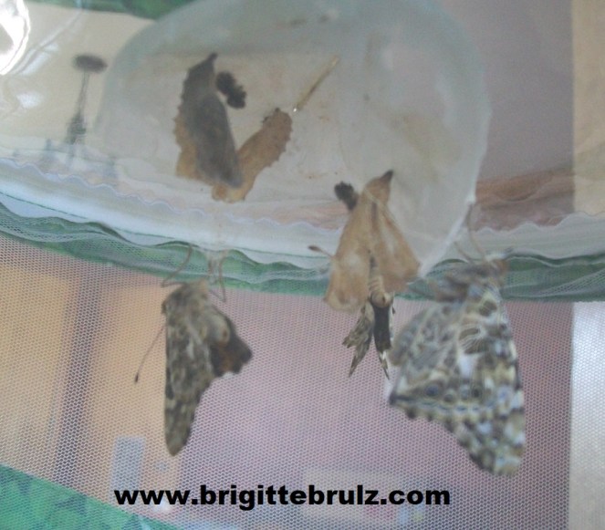 butterflies emerging from chrysalis
