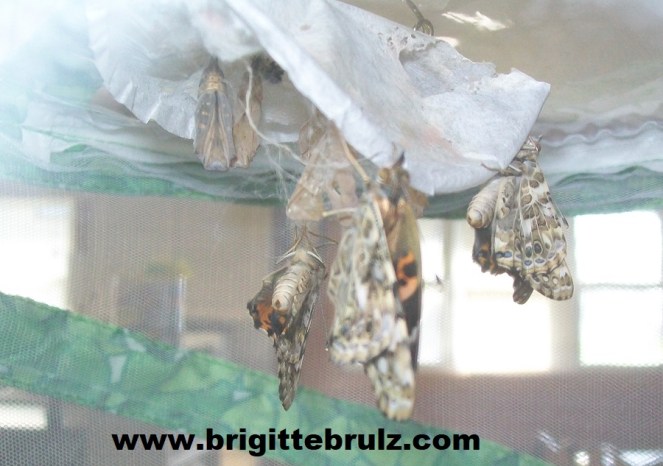 butterflies emerging from chrysalis