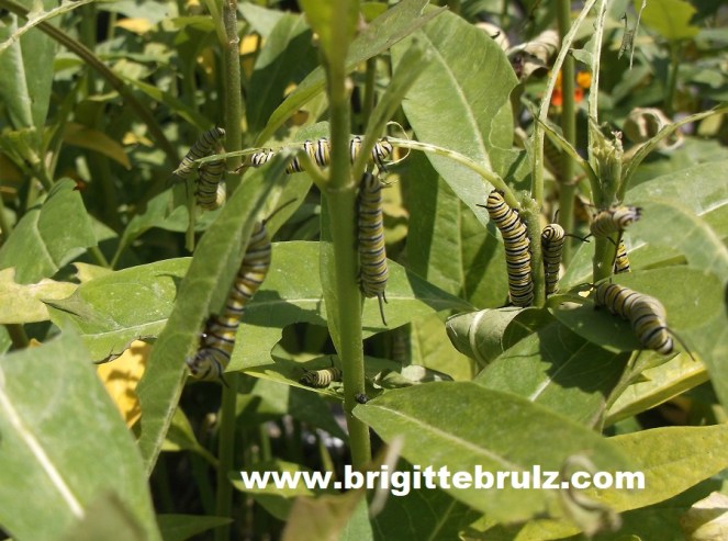 monarch caterpillars on milkweed
