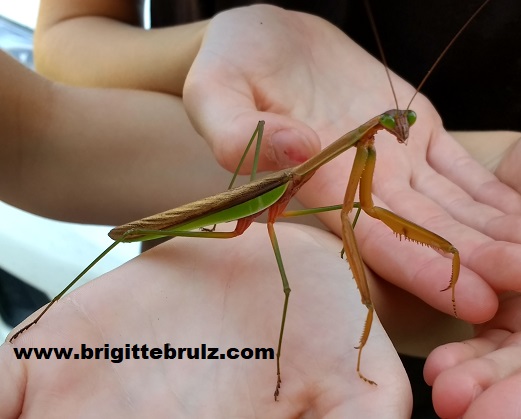 praying mantis
