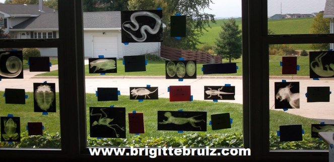 x-rays for vet themed party