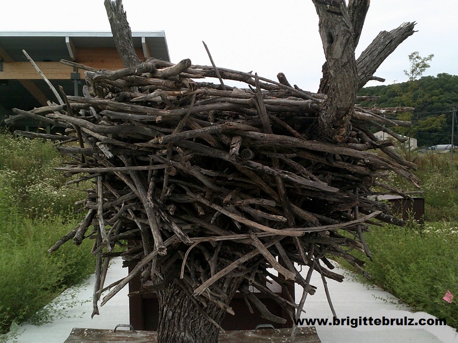 bald eagle nest