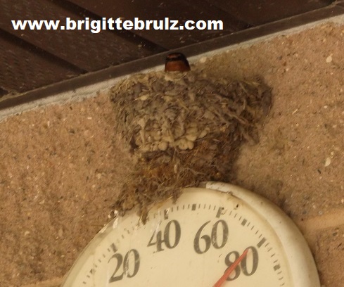 bird nest above thermometer