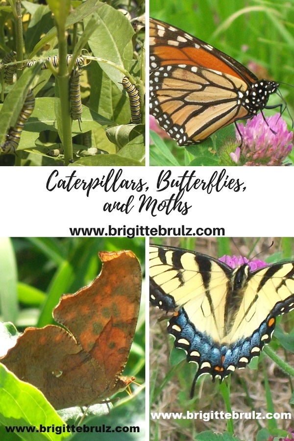 Caterpillars, Butterflies, and Moths