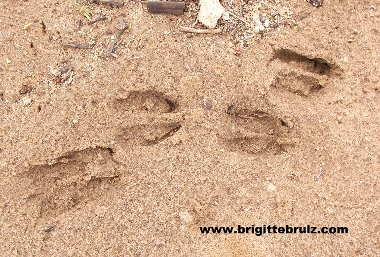 deer tracks in sand