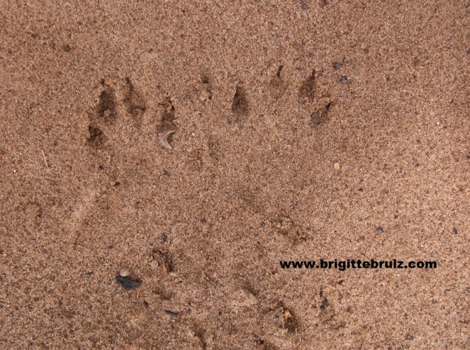 dog tracks in sand