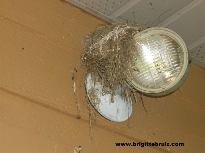 nest on light