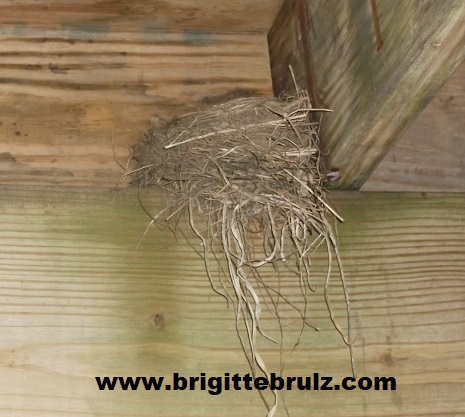 nest in a building