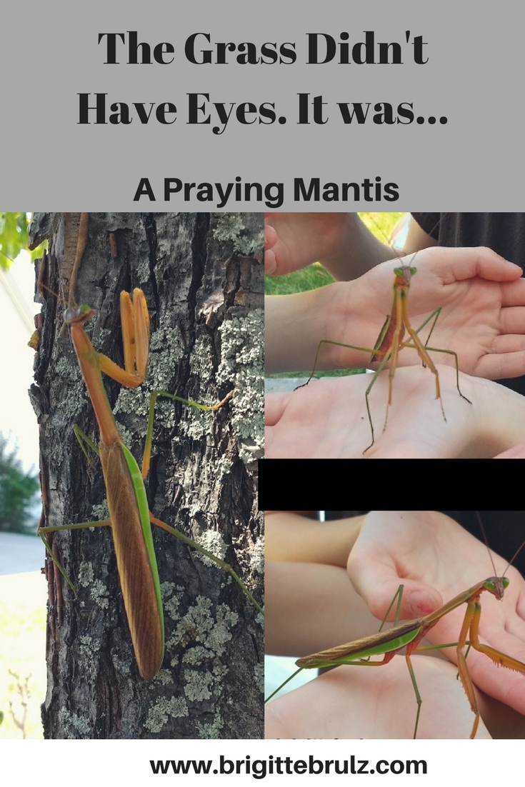 Praying Mantis