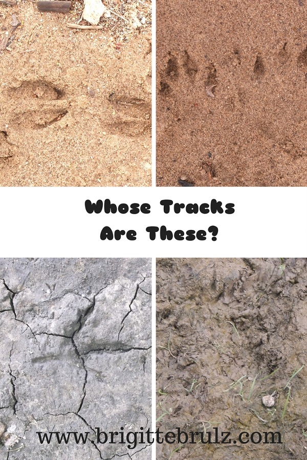 Nature Walk: Whose Tracks Are These? – Brigitte Brulz