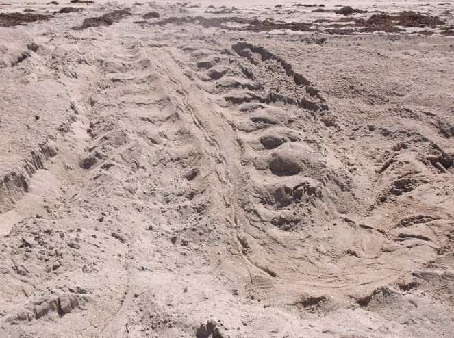 turtle tracks on beach