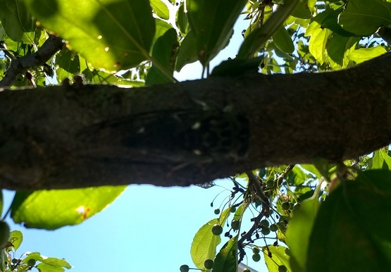cicada on tree