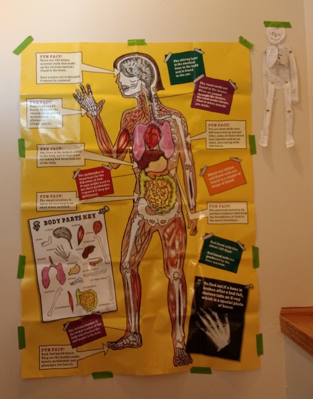 magic school bus human body poster