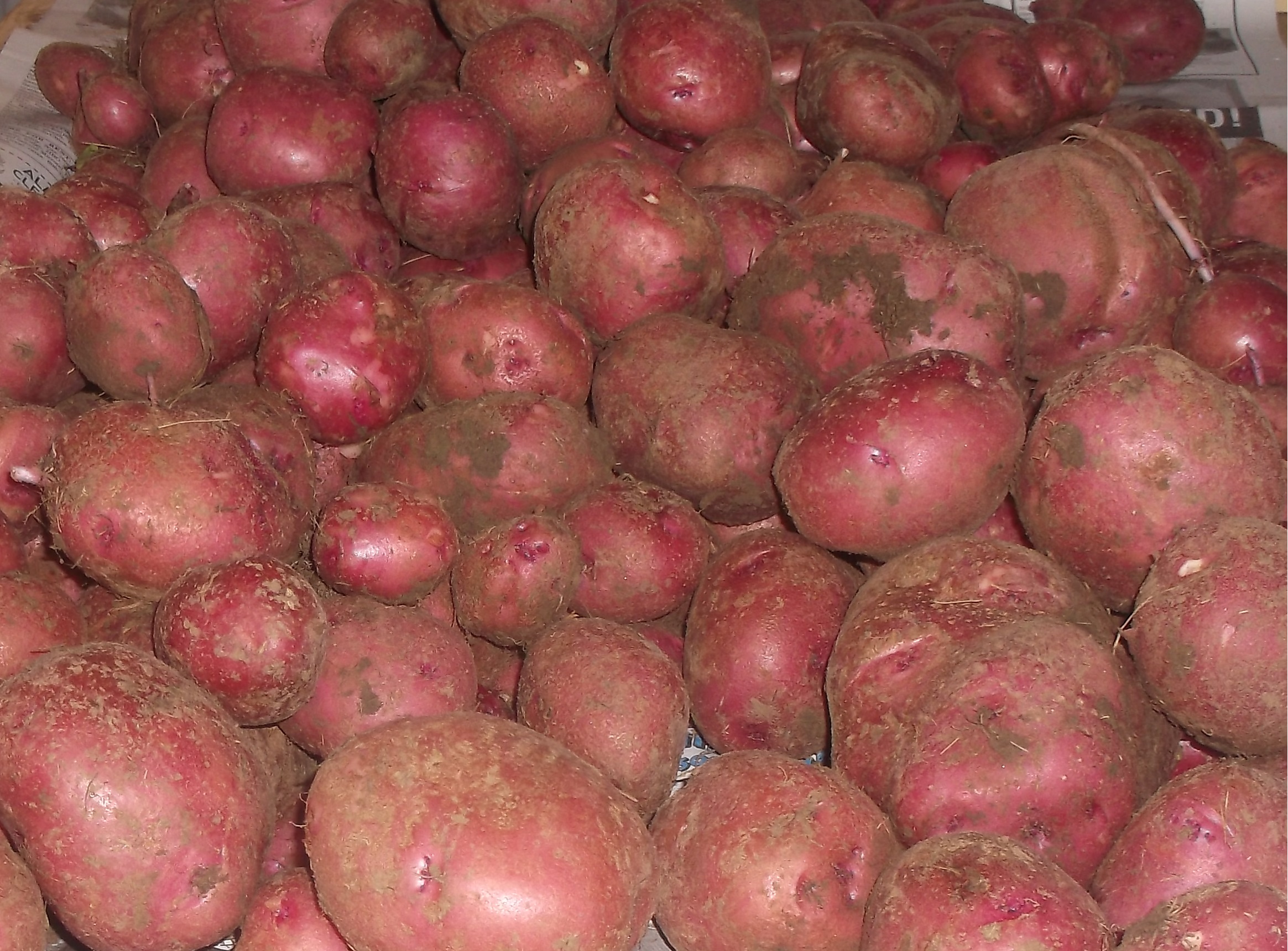 red potatoes