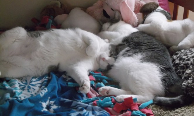 Celebrate National Napping Day