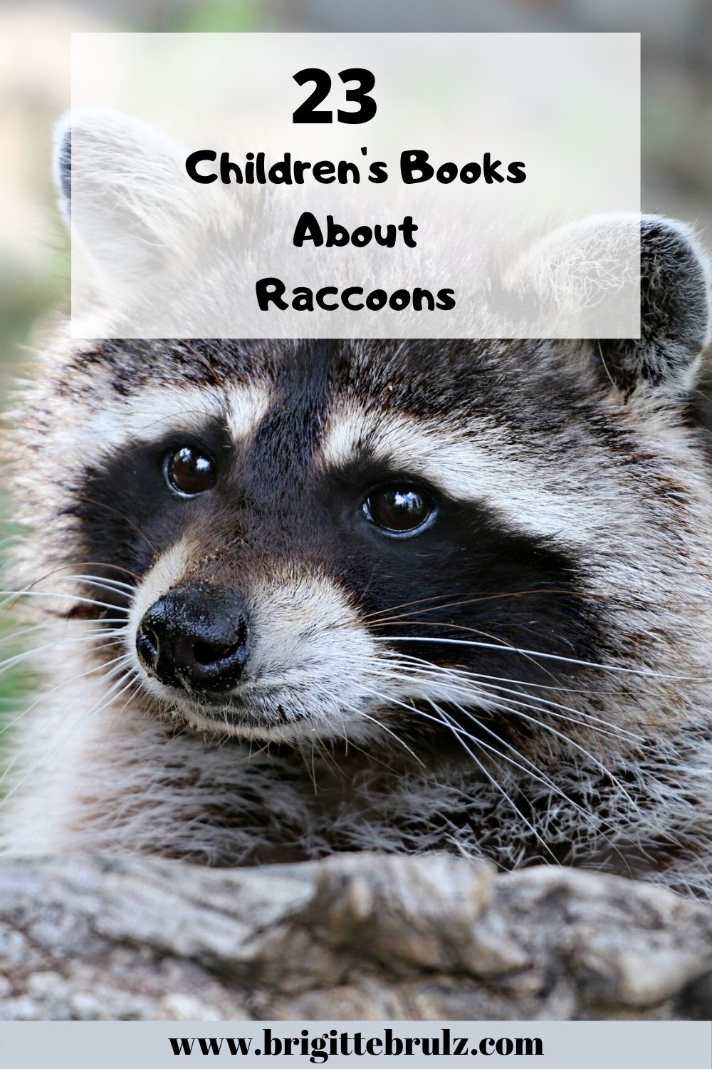 23 Children's Books about Raccoons